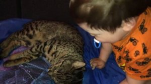 Саванна ф2 и ребёнок. Элитное животное. Правильное воспитание