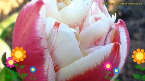 Тюльпан махровый Хоризон. Краткий обзор, описание характеристик, где купить луковицы tulipa Horizon