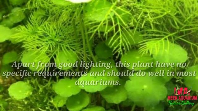 Aquarium Plant Guide |Hydrocotyle verticillata смотреть онлайн