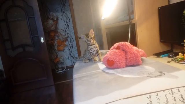 купить котенка бенгальской породы  девочка4 Золото бенгалов, питомник бенгальских кошек Екатеринбур