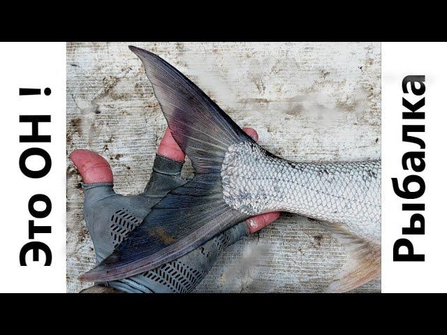 Это он! Самый мощный хищник Амура. Крутая рыбалка на спиннинг смотреть онлайн