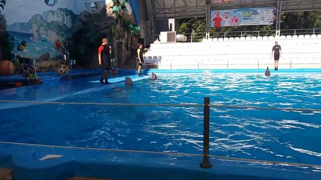 Дельфины и белухи смотреть онлайн