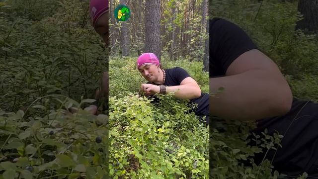 Какая черника самая вкусная?) смотреть онлайн