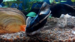 Сом платидорас (Platydoras armatulus),поющий сом