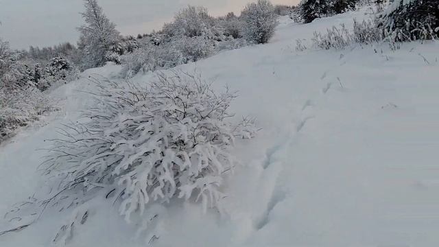 ЛОСЬ УХОДИЛ ОТ ПОГОНИ И ПРОШЕЛ ПРЯМО ПО ОГОРОДУ!!? НАСМЕШКА ИЛИ ПОПЫТКА СПАСТИСЬ?? смотреть онлайн