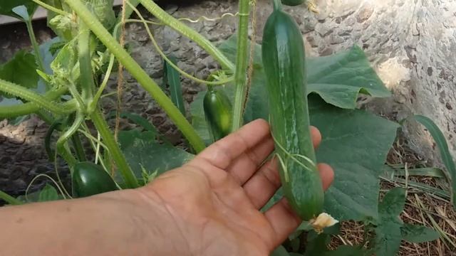 Растим Длинноплодный огурец БЕЙБИ F1 (BABY F1) смотреть онлайн