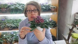 Переудобрили фиалку, что делать?