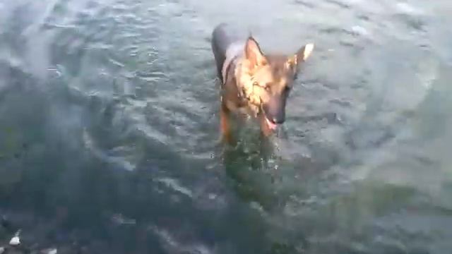 Берта моя собака смотреть онлайн