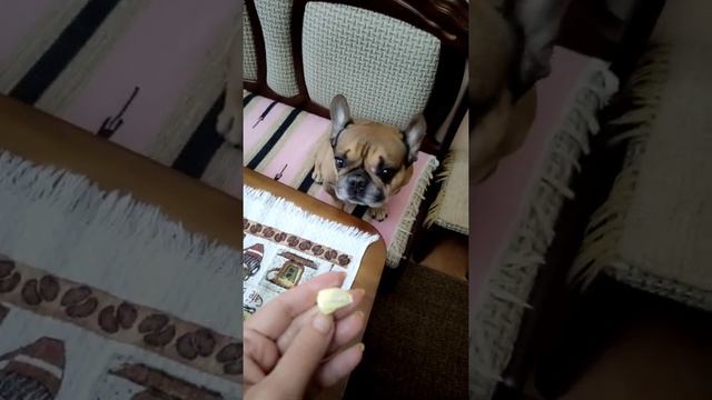 Французский бульдог Марсель. Как дать собаке таблетки? Марсель ест с маслом! смотреть онлайн