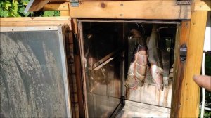Рыба горячего копчения Копчение судака