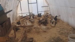 Трактор- бровка.Содержание утки зимой в теплице,в Сибири.Окролы кролики.