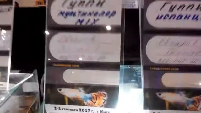 Гуппи "Мультиколор MIX" AQUATERRA SHOW 2017 Киев смотреть онлайн