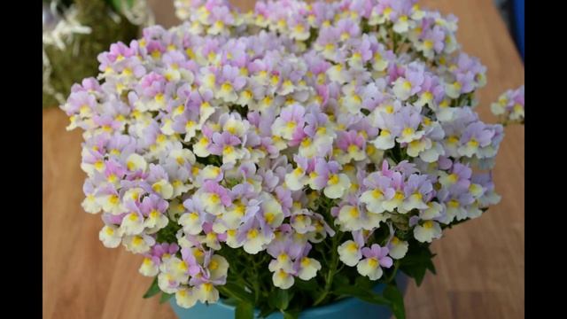 НЕМЕЗИЯ  (NEMESIA)  сем. Норичниковые