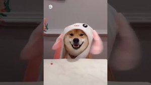 СМЕШНЫЕ ПУШИСТЫЕ СОБАКИ: ПРИКОЛЫ С СИБА-ИНУ И ХАСКИ