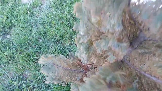 Болезни хвойных. Рыжая хвоя у можевельников и кипариса.