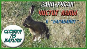 Заяц-русак чистит лапы и барабанит