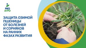 Защита озимой пшеницы от болезней и сорняков на ранних фазах развития