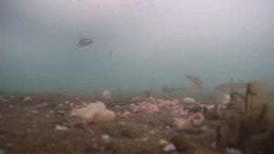 Навага+ ,,бригадир,, 31 января 2023. Рыбалка в приморском крае. и снова шкотовские меляки! махалки.