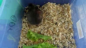 Сирийские хомячихи беременны.