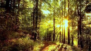 Растворение энергетической решетки коллективного сознания рептилоидов. Практика.