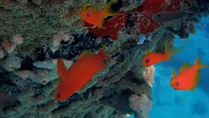 Золотые рыбки Красного моря. Goldie fish of the Red sea