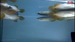 Exotic Arowana Fish - Batik Gold Arowana, Chilly Super Red Arowana & Albino Red Eyes Arowana