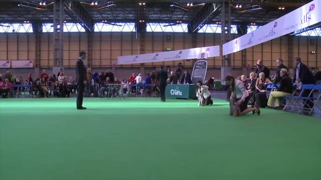 Австралийские шелковистые терьеры на выставке Crufts 2011