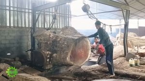 Berbahaya !! gergaji akar kayu trembesi gunung sumbing angker I Sawmill