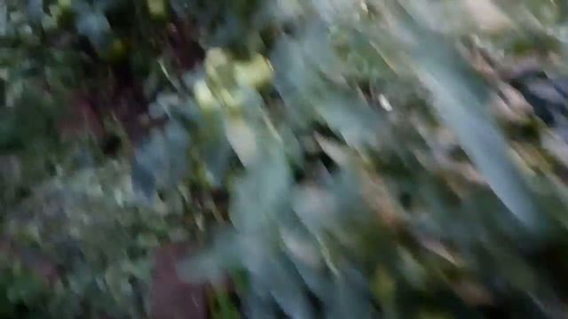 Высокорослые томаты МАХИТОС, ДЖИ-ТИ1, НАДА И ПОРПОРА в открытом грунте в Липецкой области. БОМБА! смотреть онлайн