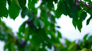 Фрукты стран Средней Азии - Путешествие на Восток (Часть 1)