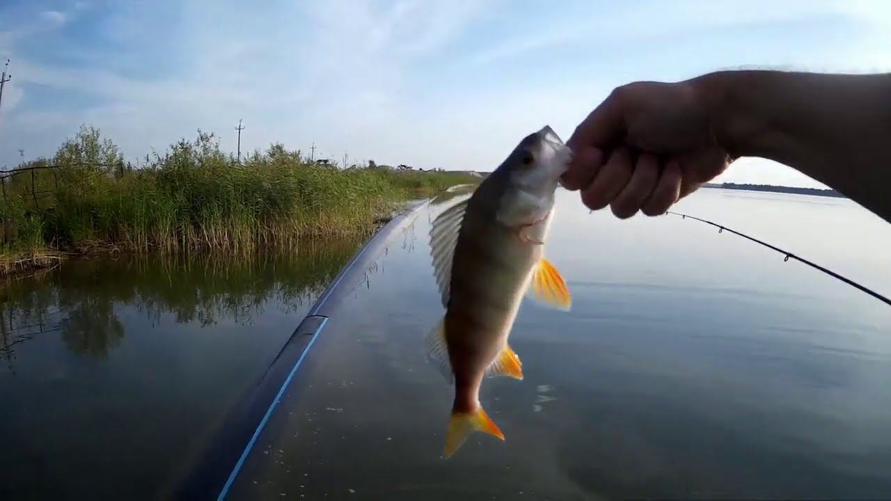 Раздача окуня, один за одним на ультралайт! :-) #NIK_72 смотреть онлайн