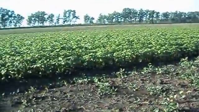 видео про амарант в Жилино 11 июля 2013 смотреть онлайн