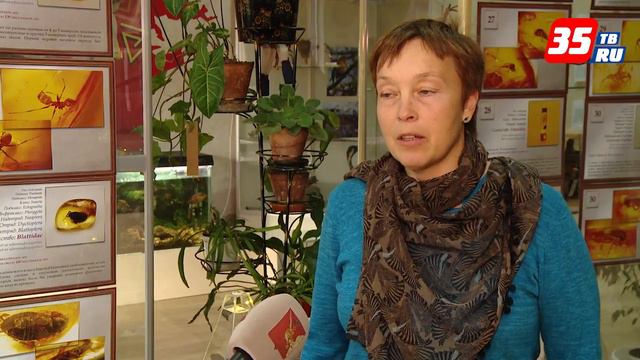 Доисторические насекомые «прилетели» в Череповец