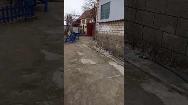 Овчарка Рагдай и соседский алабай девочка. смотреть онлайн