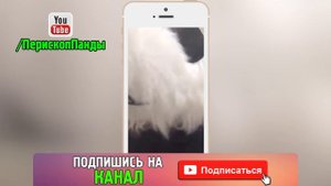 Значение целибата // Целибат для мужчин