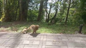 Милые обезьянки/Гора обезьян/Тайланд/ДикаЯ природа