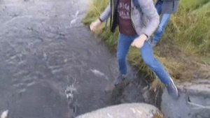 Salmon идет на нерест.Ловим лосося руками. Аляска