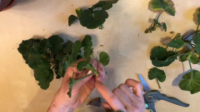 Черенкование пеларгонии смотреть онлайн