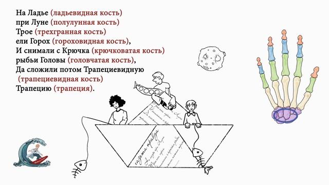Анатомия костей запястья. Мнемоника
