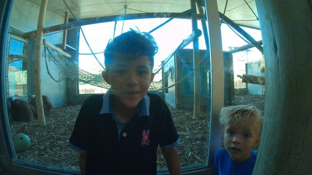 Phoenix Zoo Animals Tour смотреть онлайн