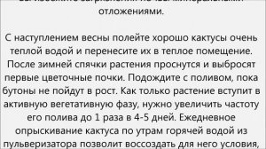 Как поливать кактус.Как часто поливать кактус