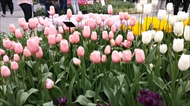 Нидерланды, Кёкенхоф-рай цветов! Перезагрузка. смотреть онлайн