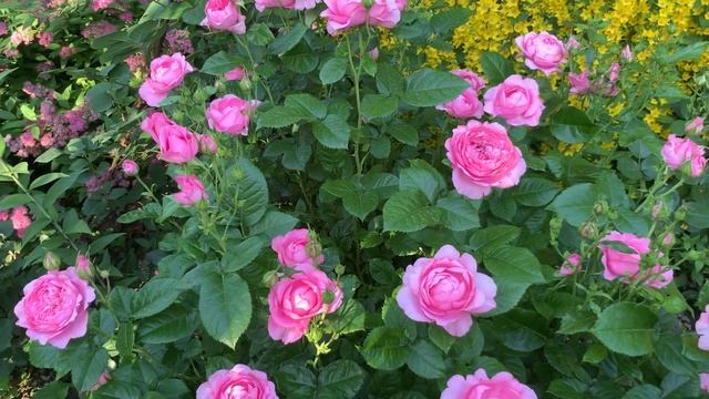 Роза ШАНТАЛЬ МЕРЬЕ. Ооочень достойная роза!!!!! смотреть онлайн