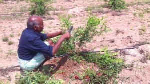 Abhaya Farms - Pomegranate Pruning at 4 months