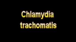 What Is The Definition Of Chlamydia trachomatis - Medical Dictionary Free Online