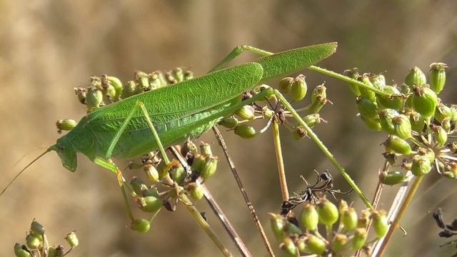 Пластинокрыл обыкновенный (Phaneroptera Falcata)