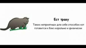 Как узнать, что ваш кот собирается вас убить...