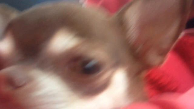 Чихуахуа думает. Chihuahua thinks