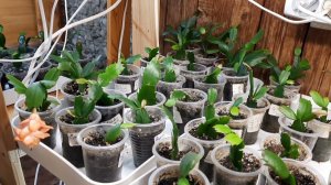 Мои секреты выращивания декабристов./ My secrets of growing a shlumbergera.