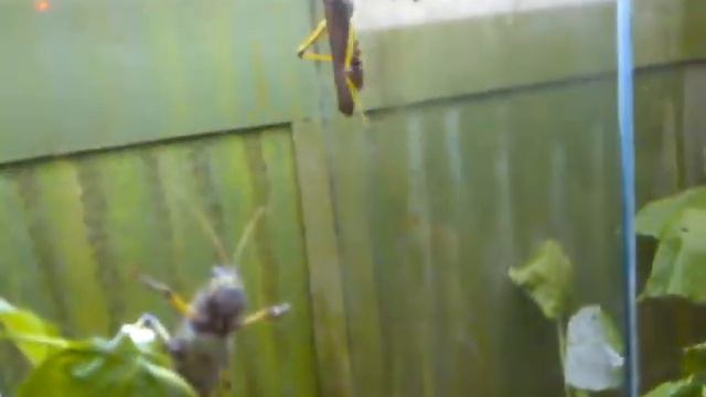 Саранча. Инсектопия смотреть онлайн